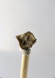 01046 - Collector Grade 0.32 Inch Brachylophosaurus Dinosaur Tooth