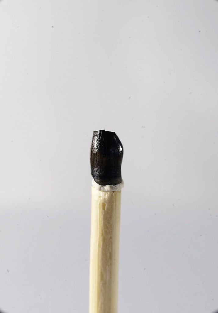 01041 - Collector Grade 0.22 Inch Thescelosaurus Dinosaur Tooth