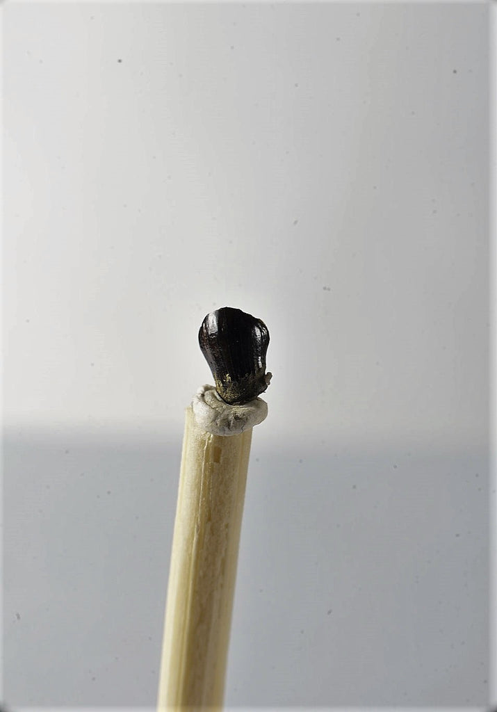 01042 - Collector Grade 0.16 Inch Thescelosaurus Dinosaur Tooth