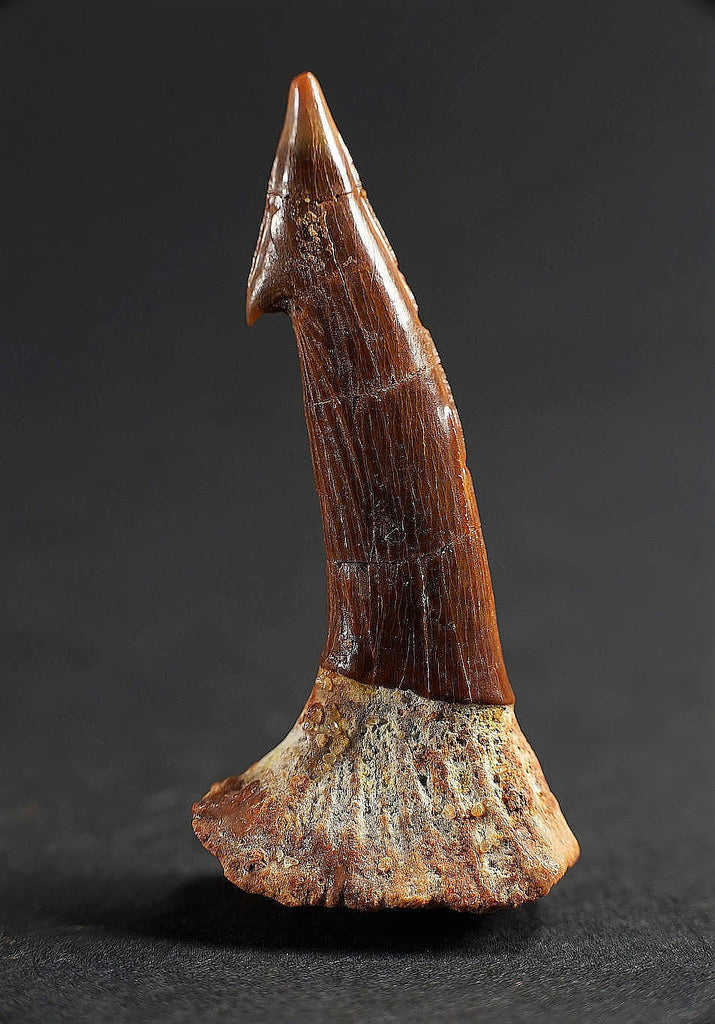 00864 - Collector Grade 1.64 Inch Onchopristis Cretaceous Giant Sawfish Rostral Barb