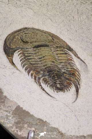 20057 - Top Rare 1.74 Inch Neltneria termieri Early Cambrian Redlichiid Trilobite