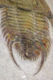 20057 - Top Rare 1.74 Inch Neltneria termieri Early Cambrian Redlichiid Trilobite