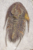 20058 - Top Rare 1.55 Inch Neltneria termieri Early Cambrian Redlichiid Trilobite