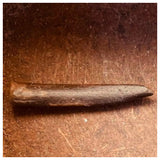 Nigersaurus + Ouranosaurus + Eocarcharia Teeth Lower Cretaceous Niger Elrhaz Fm