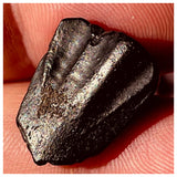 Nigersaurus + Ouranosaurus + Eocarcharia Teeth Lower Cretaceous Niger Elrhaz Fm