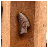 Nigersaurus + Ouranosaurus + Eocarcharia Teeth Lower Cretaceous Niger Elrhaz Fm