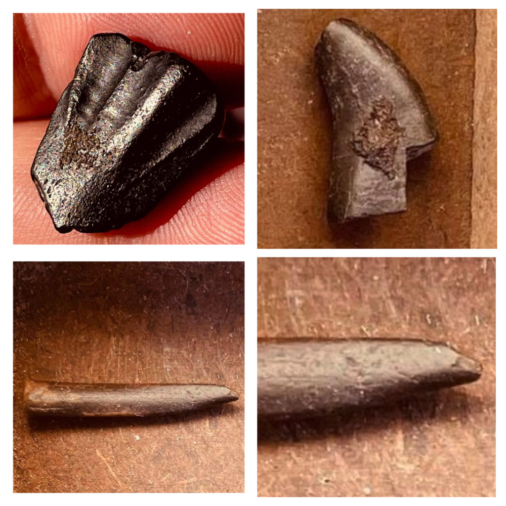 Nigersaurus + Ouranosaurus + Eocarcharia Teeth Lower Cretaceous Niger Elrhaz Fm