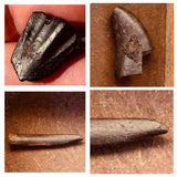 Nigersaurus + Ouranosaurus + Eocarcharia Teeth Lower Cretaceous Niger Elrhaz Fm