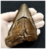 10034 - Top Huge Serrated 4.95 Inch Carcharocles Megalodon Shark Tooth