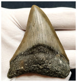 10035 - Finest Serrated 3.17 Inch Carcharocles Megalodon Shark Tooth