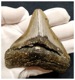 10036 - Huge Serrated 3.72 Inch Carcharocles Megalodon Shark Tooth