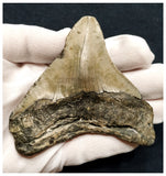 10036 - Huge Serrated 3.72 Inch Carcharocles Megalodon Shark Tooth