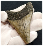 10037 - Nicely Preserved 3.03 Inch Serrated Megalodon Shark Tooth