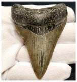 10037 - Nicely Preserved 3.03 Inch Serrated Megalodon Shark Tooth