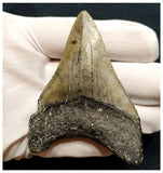 10037 - Nicely Preserved 3.03 Inch Serrated Megalodon Shark Tooth