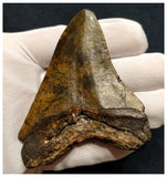 10030 - Nicely Preserved 3.55 Inch Huge Megalodon Shark Tooth Miocene - USA