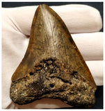 10030 - Nicely Preserved 3.55 Inch Huge Megalodon Shark Tooth Miocene - USA