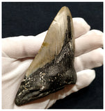 10038 - Nice Huge Partial 4.17 Inch Serrated Megalodon Shark Tooth