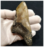 10038 - Nice Huge Partial 4.17 Inch Serrated Megalodon Shark Tooth