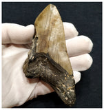 10038 - Nice Huge Partial 4.17 Inch Serrated Megalodon Shark Tooth