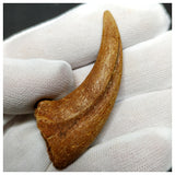 11000 - Finest Grade Unidentified Theropod Dinosaur Hand Claw Bone Cretaceous KemKem