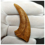 11000 - Finest Grade Unidentified Theropod Dinosaur Hand Claw Bone Cretaceous KemKem