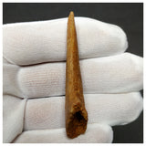 11000 - Finest Grade Unidentified Theropod Dinosaur Hand Claw Bone Cretaceous KemKem