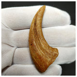 11000 - Finest Grade Unidentified Theropod Dinosaur Hand Claw Bone Cretaceous KemKem