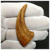11000 - Finest Grade Unidentified Theropod Dinosaur Hand Claw Bone Cretaceous KemKem