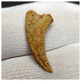 11002 - Rare 1.02'' Unidentified Theropod Dinosaur Claw Bone Cretaceous KemKem Beds