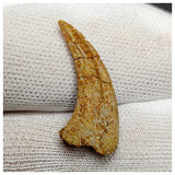 11002 - Rare 1.02'' Unidentified Theropod Dinosaur Claw Bone Cretaceous KemKem Beds
