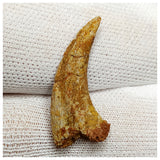 11002 - Rare 1.02'' Unidentified Theropod Dinosaur Claw Bone Cretaceous KemKem Beds