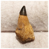 13004 - Exceedingly Rare Ichthyosaur (Platypterygius) Tooth - Cretaceous Russia