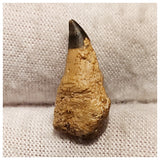 13004 - Exceedingly Rare Ichthyosaur (Platypterygius) Tooth - Cretaceous Russia