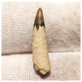 13005 - Exceedingly Rare Ichthyosaur (Platypterygius) Tooth - Cretaceous Russia