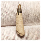 13005 - Exceedingly Rare Ichthyosaur (Platypterygius) Tooth - Cretaceous Russia