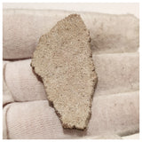 13011 - Exceedingly Rare Saltasaurus Titanosaur Egg Shell - Late Cretaceous