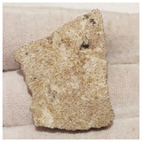 13012 - Exceedingly Rare Saltasaurus Titanosaur Egg Shell - Late Cretaceous