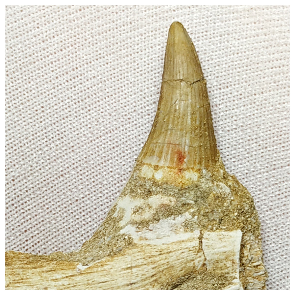 Great Unusual Platecarpus ptychodon (Mosasaur) Partial Right Hemi