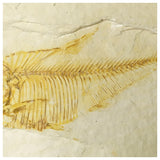 13083 - Finest Grade Diplomystus dentatus Fossil Fish Green River Fm WY Eocene Age