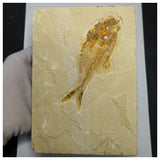 13084 - Finest Grade Diplomystus dentatus Fossil Fish Green River Fm WY Eocene Age