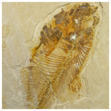 13084 - Finest Grade Diplomystus dentatus Fossil Fish Green River Fm WY Eocene Age