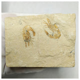 13060 - Association 2 Finest Grade Fossil Shrimps Carpopenaeus Cretaceous Age Lebanon