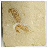 13061 - Association 2 Finest Grade Fossil Shrimps Carpopenaeus Cretaceous Age Lebanon
