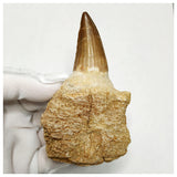 13091 - Huge 11,5cm Rooted Prognathodon (Mosasaur) Tooth with Germ Emerging Replacement Tooth in Jaw Bone