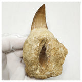 13091 - Huge 11,5cm Rooted Prognathodon (Mosasaur) Tooth with Germ Emerging Replacement Tooth in Jaw Bone