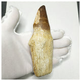 13093 - Huge 14cm Rooted Prognathodon anceps (Mosasaur) Tooth