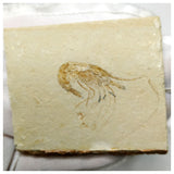 13094 - Finest Grade Fossil Shrimp Carpopenaeus Cretaceous Age Lebanon