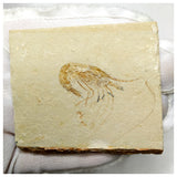 13094 - Finest Grade Fossil Shrimp Carpopenaeus Cretaceous Age Lebanon