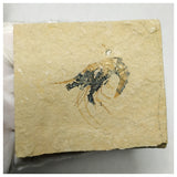 15010 - Finest Grade Fossil Shrimp Carpopenaeus Cretaceous Age Lebanon